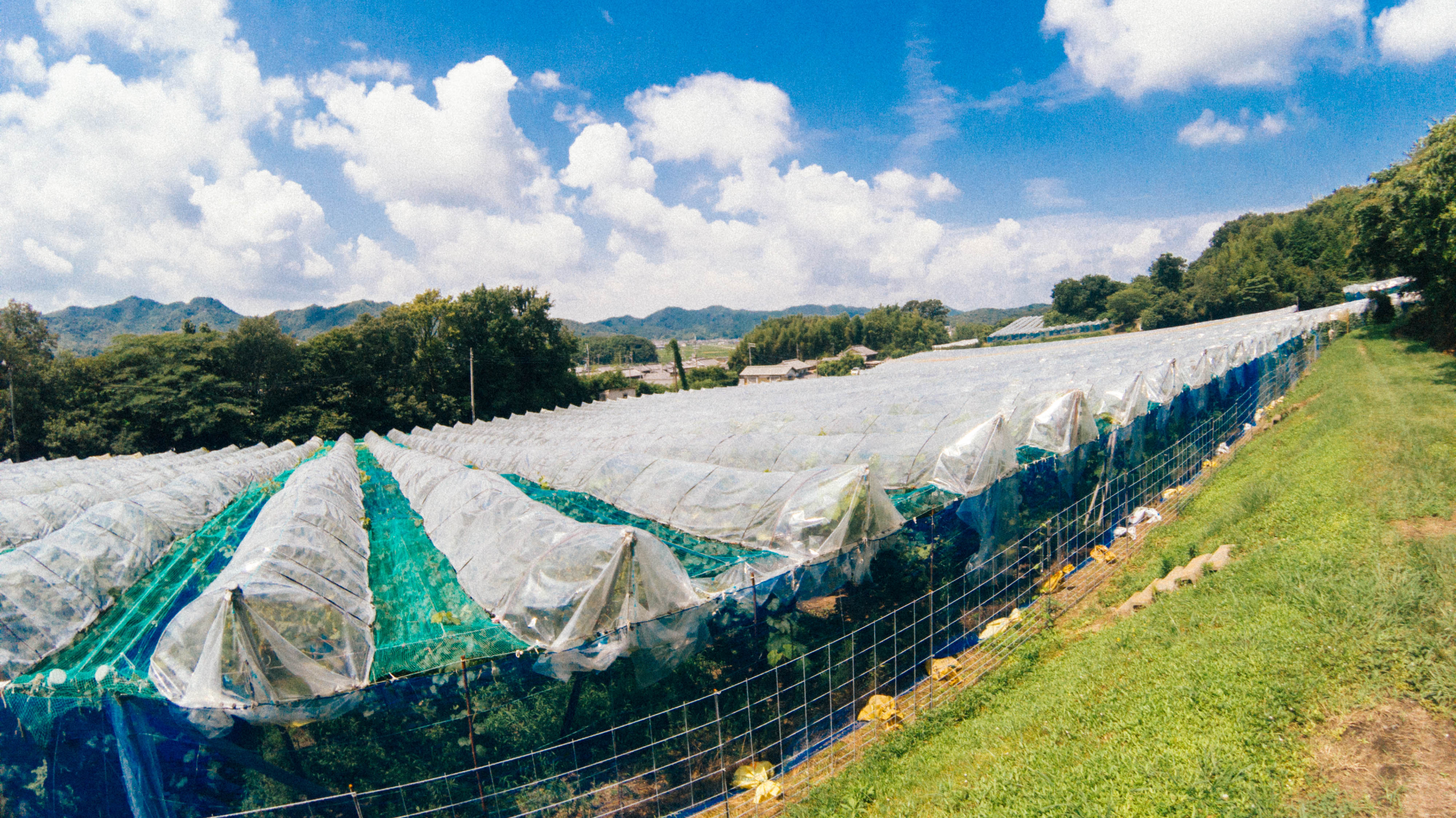 ぶどう畑にビニールを貼る お肉も食べる 高橋農園 兵庫県加西市の美味しい葡萄農園