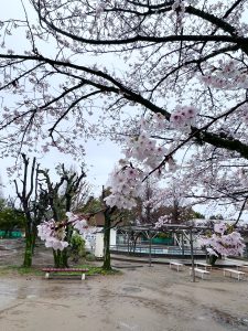 雨の日の満開の桜の写真