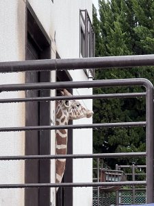 姫路動物園のキリンの写真