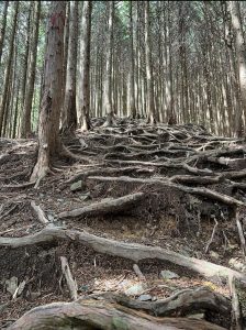 木の根っこが階段のようになっている写真