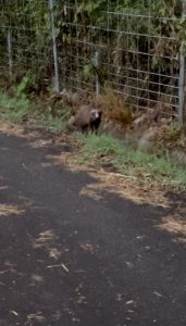 畑の近くに現れたアライグマの写真