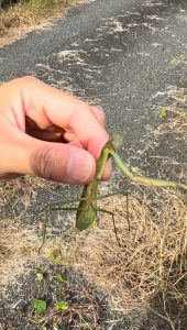 カマキリを捕まえた写真