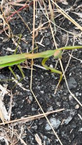 道端にいるカマキリ