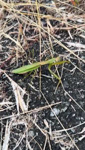 こちらをみてくるカマキリ