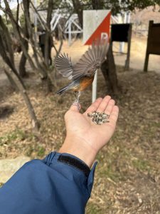 ひまわりの種を食べるために手のひらに乗るヤマガラ