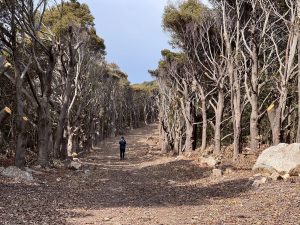 防火林のため幅10mくらい伐採された山道