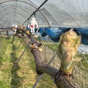 出てきた芽を眺めるコイマンの写真