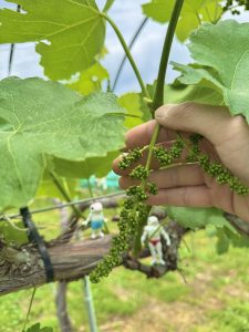 開花2週間前のぶどうの蕾の写真