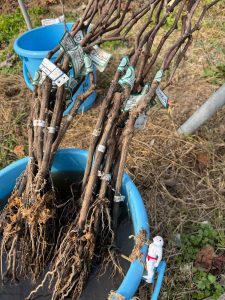 新しい苗木の写真